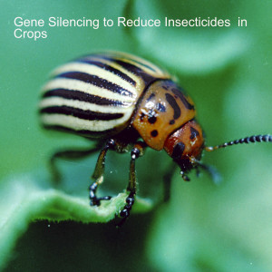 Gene Silencing to Reduce Insecticides  in Crops