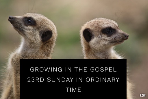 Growing in the Gospel - 23rd Sunday in Ordinary Time