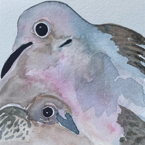 64. Mourning Dove