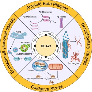 Amyloid beta-Peptide and Oxidative Stress in Alzheimer Disease Pathogenesis