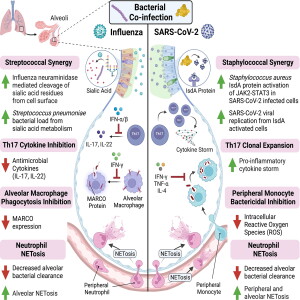 Community-Acquired Bacterial Coinfections and COVID-19