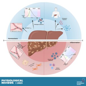 The Liver as a Central Hub of the Immune System