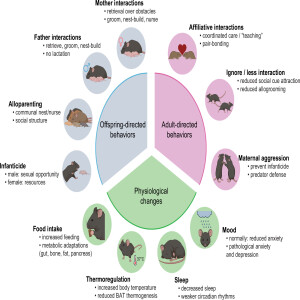 Neurobiology of Parenting and Infant-Evoked Aggression