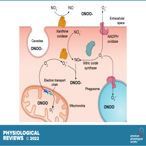 The Superoxide Radical Switch in the Biology of Nitric Oxide and Peroxynitrite