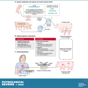 Xenotransplantation from Genetically Modified Pigs to Humans