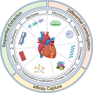 Proteomics of the Heart