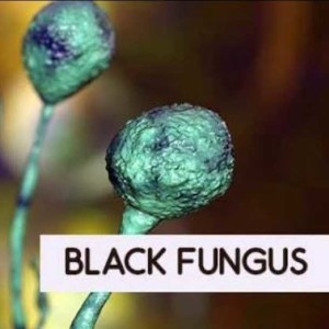 What is black fungus-1.m4a