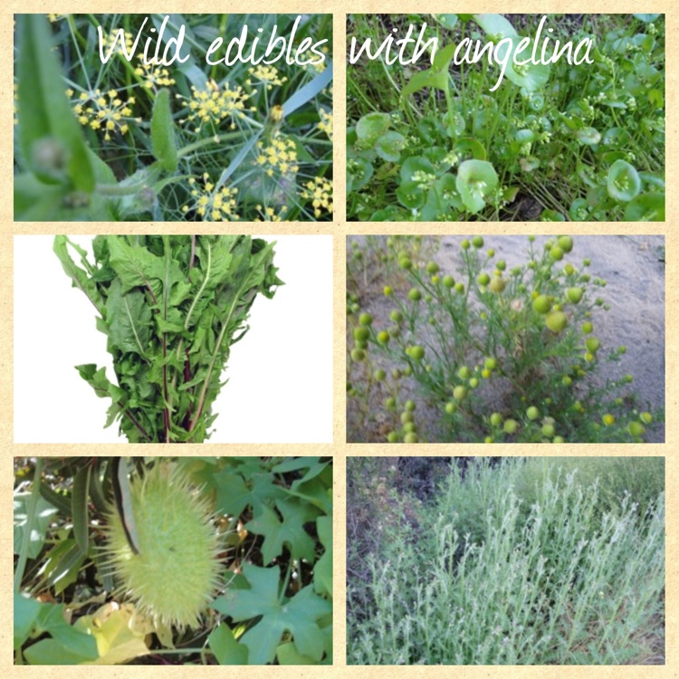 wild weed foraging with Angelina Elliott on the herbal medicine chest radio show