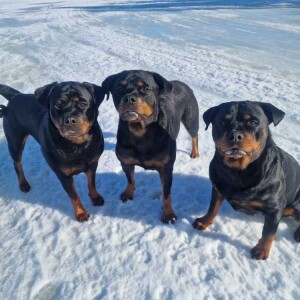 Avsnitt 2: Hundfamiljen