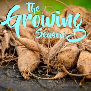 ***DEBUT EPISODE*** The Growing Season Sept 30 - Dahlia, Poison Ivy, Fall Planting