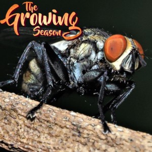 The Growing Season July 18, 2020 - Insects That BUG Us