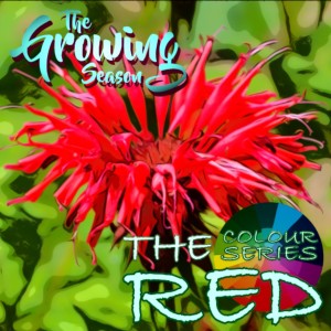 The Growing Season, May 22, 2021 - The Colour Series - Red