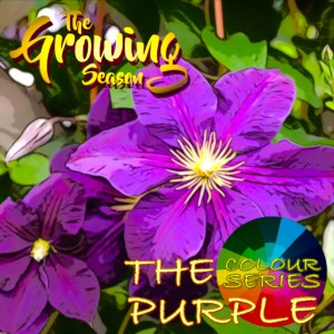 The Growing Season, May 15, 2021 - The Colour Series - Purple