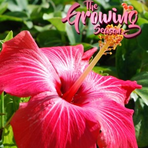 The Growing Season March 7, 2020 - Destination Tropicals