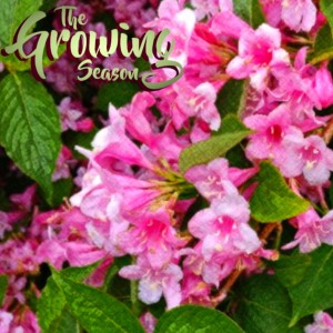 The Growing Season June 27, 2020 - Flowering Shrubs