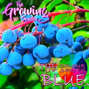 The Growing Season, June 12, 2021 - The Colour Series- Blue