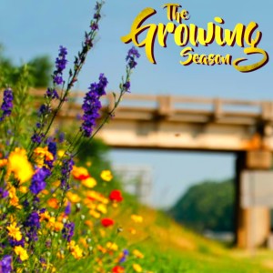 The Growing Season, Sept. 19, 2020 - Wind Pollination, 401 Plants