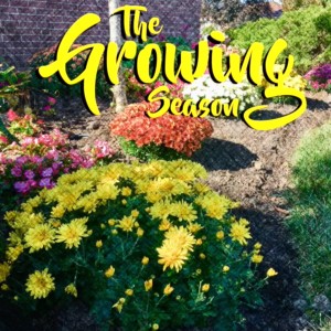 The Growing Season Oct. 14, Fall Mums, Fall Lawns