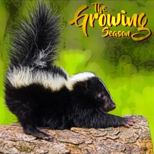 The Growing Season, Aug 29, 2020 - Aromatics, Skunks, Squirrels