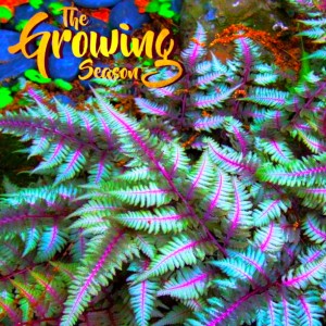The Growing Season, Aug 15, 2020 - Ferns And Ornamental Grasses