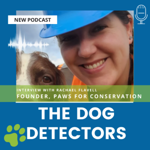 #13 - The Dog Detectors - interview with Rachael Flavell, Paws for Conservation