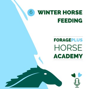 Winter Horse Feeding