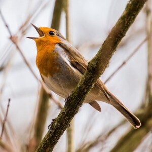 Forest Birdsong Nature Sounds-Relaxing Bird Sounds for Sleeping-Calming Birds Chirping Ambience