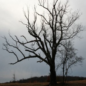 Sports Nerds Bob & Dan‘s encounter w/ The Police Ghost at Devil‘s Tree