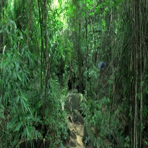 Short Story #3 - Jungle