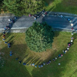 Tree for Boston: How a Century-Long Friendship Began From Tragedy