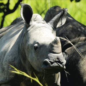 Conservancy Rekindles Hope for Uganda’s Rhino Population