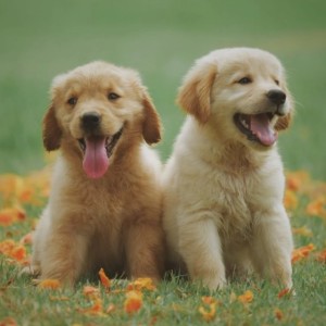 Crisis in Vet Care—And Solutions