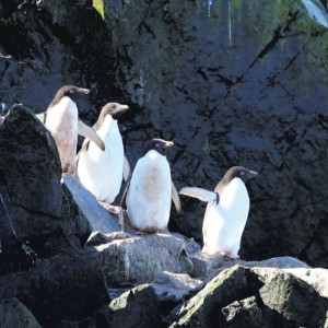 Penguins Offer Varied Clues to Antarctic Climate Change