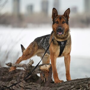 Unleashing Hope and Care: Fulfilling Ned’s Wish for Canine Heroes