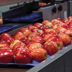 Harvest Excellence: Savouring the Sweetness of B.C. Apples