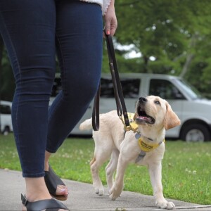 Puppies With a Purpose: Raising Future Guide and Service Dogs