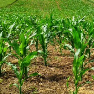 Greenfield Global: Leading the Charge in Sustainable Solutions
