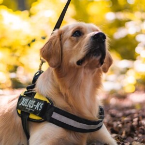 America’s VetDogs Offers Free Program for Nation’s Disabled Heroes
