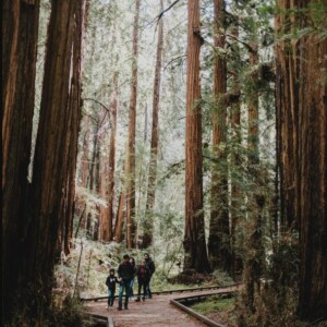Southern Humboldt County: Where Ancient Redwoods Meet the Sparkling Pacific