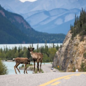 Where the Wild Things Are: Your Guide to Exploring the Northern Rockies