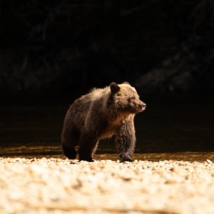 Embark on an Unforgettable Journey into the Heart of the Great Bear Rainforest