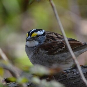 Nature Belongs Here: Accelerating Impact Across Southern Ontario