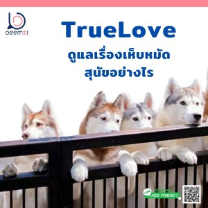 EP09| TrueLove ดูแลเรื่องเห็บหมัดสุนัขอย่างไร