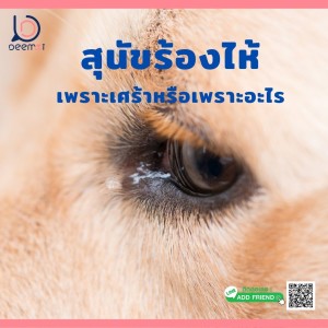 EP17| สุนัขร้องไห้เพราะเศร้าหรือเพราะอะไร