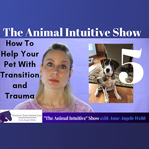 Ep 5 | How To Help Your Pet With Transition & Trauma