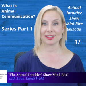 Ep 17 | 5 Ways Animal Communication Benefits Your Pet | MinBite Series Part 1: What Is Animal Communication