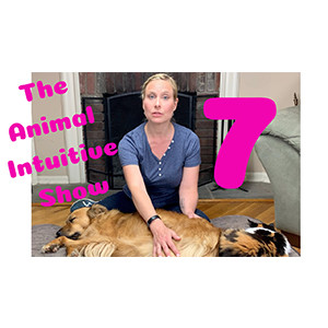 Ep 7 | How To Massage Your Dog or Cat At Home