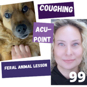 Stray/Feral Animal Communication Lesson / Acupressure Point Coughing Pets 99