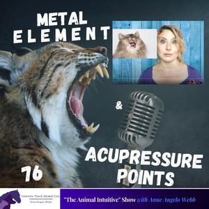 Metal Element 4 Pets (Fall Season) w Acupoints / Animal Communication ☯️| Ep 76