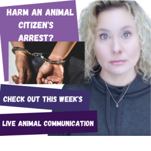 Making Citizen’s Arrests For Animals / Animal Communication, Aging Dog Help | 97